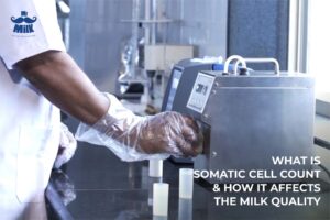 What-is-Somatic-cell-count-how-it-affects-the-milk-quality