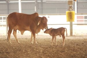 Priority-To-calves-for-their-mothers-milk