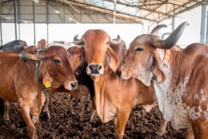 healthy-and-happy-cows