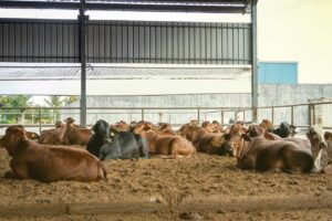 sunlight-and-open-paddock