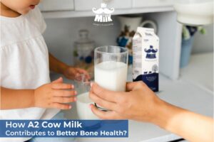 How does A2 Cow Milk Contribute to Better Bone Health