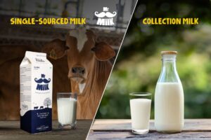 Single source milk vs collection milk