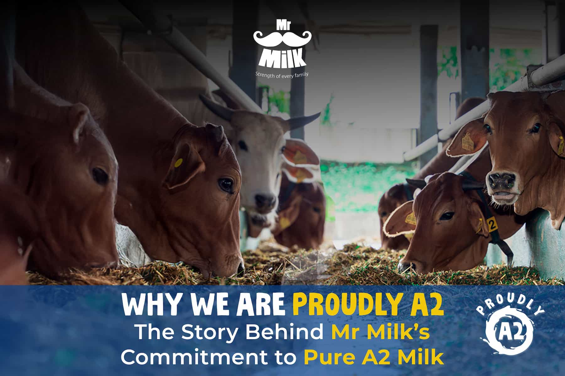 Why We’re Proudly A2: The Story Behind Mr Milk’s Commitment to Pure A2 Milk