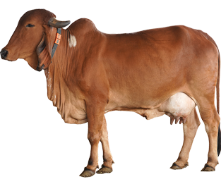 What is a desi cow